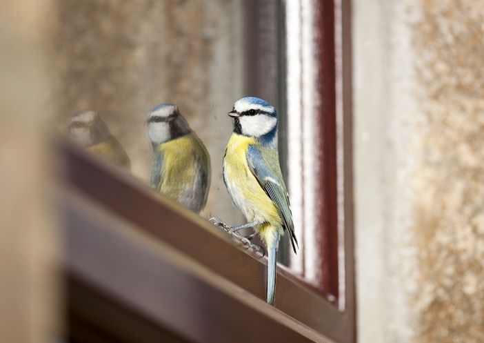 Pourquoi les oiseaux se heurtent aux baies vitrées au printemps ?